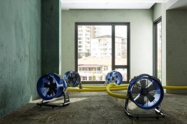 Best Mold removal after water damage  in Chatsworth, IL